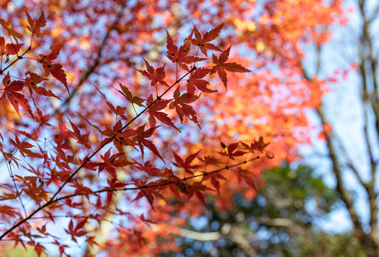 Red maple leaves against a blue sky